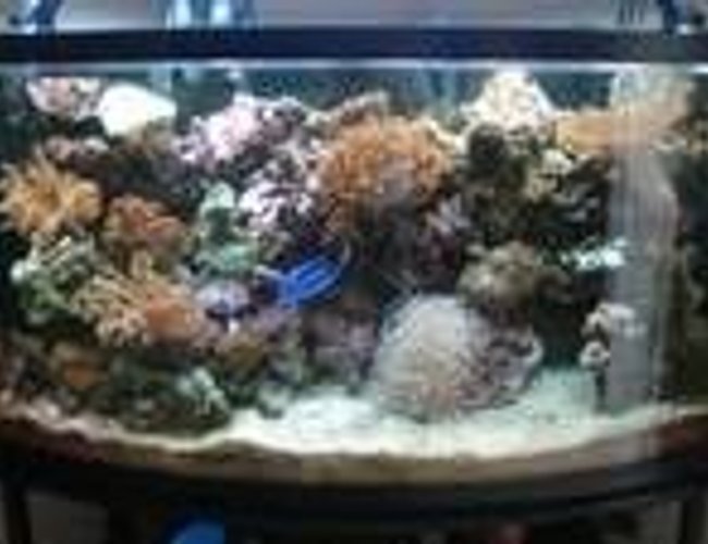46 gallons reef tank (mostly live coral and fish) - My 46 gallon bow front lots of corals and fish. 1 year set up 46 gallons reef tank (mostly live coral and fish) - My 46 gallon bow front lots of corals and fish. 1 year set up