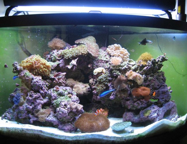 92 gallons reef tank (mostly live coral and fish) - My New Bow Front Aquarium! 92 gallons reef tank (mostly live coral and fish) - My New Bow Front Aquarium!