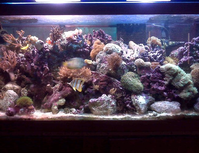 70 gallons reef tank (mostly live coral and fish) - 70 gallon mixed reef 70 gallons reef tank (mostly live coral and fish) - 70 gallon mixed reef