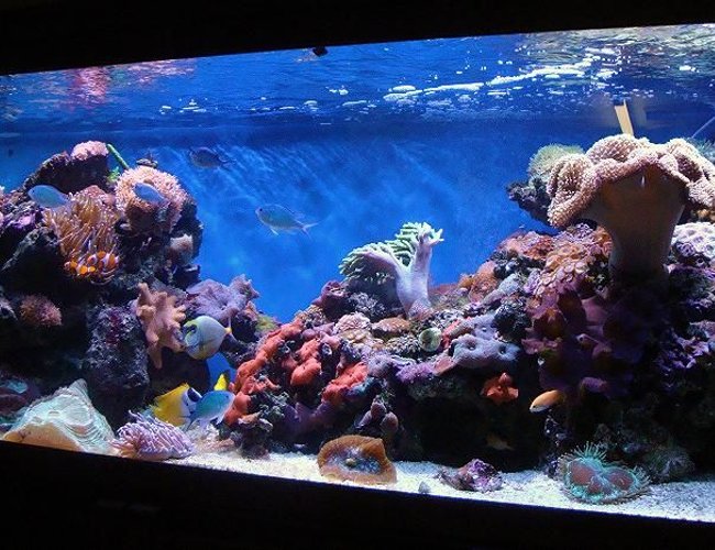185 gallons reef tank (mostly live coral and fish) - Here is a update of the tank. 185 gallons reef tank (mostly live coral and fish) - Here is a update of the tank.