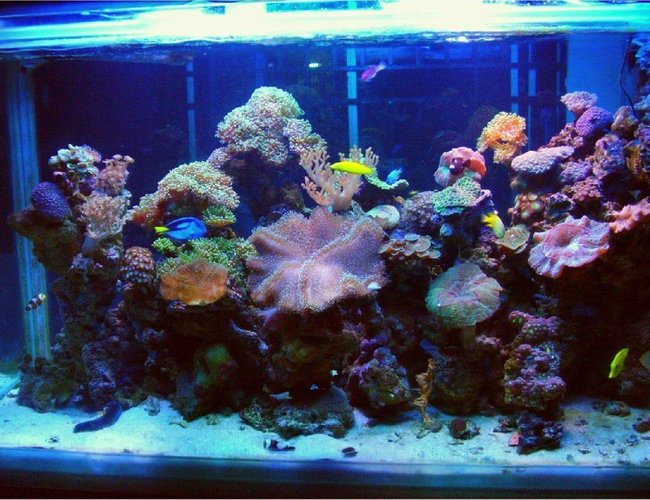 250 gallons reef tank (mostly live coral and fish) - Latest Uploade Picture 250 gallons reef tank (mostly live coral and fish) - Latest Uploade Picture