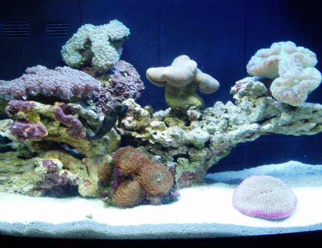 12 gallons reef tank (mostly live coral and fish) - 12gal Aquapod with Pearl Bubble coral..plate coral..green frilly mushrooms...open brain coral,,and toadstool,,, 12 gallons reef tank (mostly live coral and fish) - 12gal Aquapod with Pearl Bubble coral..plate coral..green frilly mushrooms...open brain coral,,and toadstool,,,