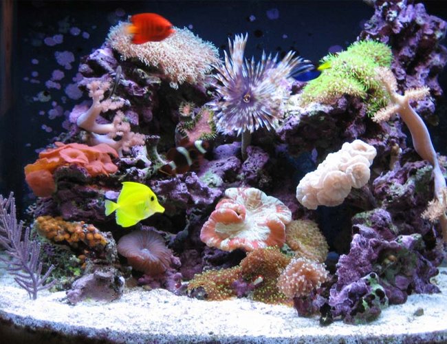 24 gallons reef tank (mostly live coral and fish) - 24 gal nano cube reef n fish 24 gallons reef tank (mostly live coral and fish) - 24 gal nano cube reef n fish