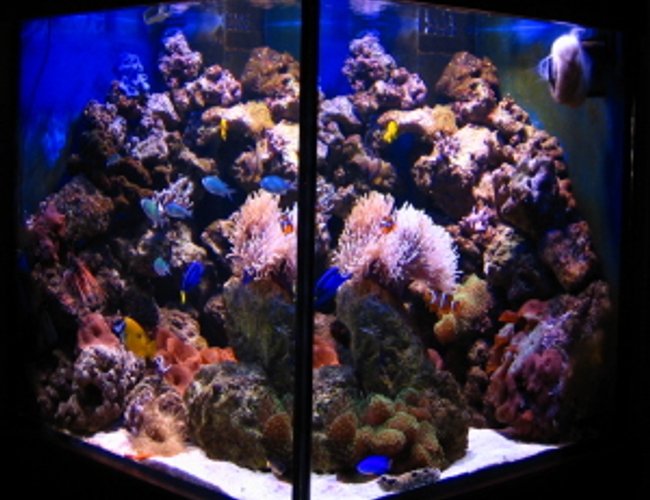 112 gallons reef tank (mostly live coral and fish) - 422liter cube (75x75x75cm) with 80kg live rock and 25kg lime rock. Anemones (BTA, beaded, Rhodactis) Mushrooms, soft corals, star polyps, blue sponges, fish :) 112 gallons reef tank (mostly live coral and fish) - 422liter cube (75x75x75cm) with 80kg live rock and 25kg lime rock. Anemones (BTA, beaded, Rhodactis) Mushrooms, soft corals, star polyps, blue sponges, fish :)