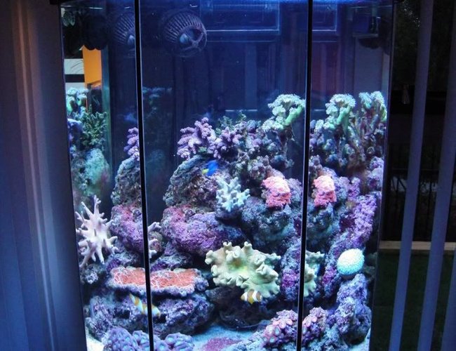 26 gallons reef tank (mostly live coral and fish) - My 110L Octagonal Reef Tank Front 26 gallons reef tank (mostly live coral and fish) - My 110L Octagonal Reef Tank Front