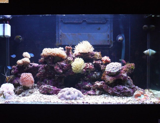 65 gallons reef tank (mostly live coral and fish) - Wide Shot 65 gallons reef tank (mostly live coral and fish) - Wide Shot