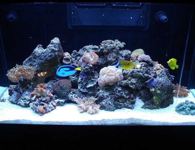 65 gallons reef tank (mostly live coral and fish) - LOULOU'S REEF TANK 1 65 gallons reef tank (mostly live coral and fish) - LOULOU'S REEF TANK 1
