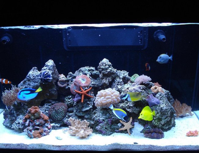 65 gallons reef tank (mostly live coral and fish) - LOULOU'S REEF TANK 2
FISH...
BLUE HIPPO TANG ,YELLOW HAWIAN TANG, BLONDE NASO TANG,POWDER BLUE TANG, OCELLERUS CLOWN,TOMATO CLOWN,FOXFACE,SUNTAIL GOBY, YELLOW HEAD GOBY
CORALS...
WHITE BUBBLE, GREEN TIPPED PINK TORCH, RED BRAIN, METALLIC GREEN WORM BRAIN, FINGER LEATHER, UMBRELLA LEATHER, PINK PULSATING XENIAS, ZOANTHIDS- (BLUE,PINK,ORANGE,BROWN, GREEN,ORANGE AND YELLOW SUN POLYPS, MUSHROOMS-(BLUE,RED,GREEN, STRIPED.
RICORDIAS-(GREEN AND ORANGE)
INVERTS...
SAND SIFTING STARS,ORANGE LINKIA STAR, RED FROMIA STAR,PINK TILE STAR, CLEANER SHRIMPS, RED FIRE SHRIMPS,CAMEL SHRIMP,PURPLE LOBSTER,CROCEA CLAM,SNAILS-(TURBO,BUMBLEBEE,NASARILUS)HERMITS-(RED LEGGED,BLUE LEGGED,BLUE EYED),SALLY LIGHTFOOT CRAB,BLUE TUXEDO URCHIN 65 gallons reef tank (mostly live coral and fish) - LOULOU'S REEF TANK 2
FISH...
BLUE HIPPO TANG ,YELLOW HAWIAN TANG, BLONDE NASO TANG,POWDER BLUE TANG, OCELLERUS CLOWN,TOMATO CLOWN,FOXFACE,SUNTAIL GOBY, YELLOW HEAD GOBY
CORALS...
WHITE BUBBLE, GREEN TIPPED PINK TORCH, RED BRAIN, METALLIC GREEN WORM BRAIN, FINGER LEATHER, UMBRELLA LEATHER, PINK PULSATING XENIAS, ZOANTHIDS- (BLUE,PINK,ORANGE,BROWN, GREEN,ORANGE AND YELLOW SUN POLYPS, MUSHROOMS-(BLUE,RED,GREEN, STRIPED.
RICORDIAS-(GREEN AND ORANGE)
INVERTS...
SAND SIFTING STARS,ORANGE LINKIA STAR, RED FROMIA STAR,PINK TILE STAR, CLEANER SHRIMPS, RED FIRE SHRIMPS,CAMEL SHRIMP,PURPLE LOBSTER,CROCEA CLAM,SNAILS-(TURBO,BUMBLEBEE,NASARILUS)HERMITS-(RED LEGGED,BLUE LEGGED,BLUE EYED),SALLY LIGHTFOOT CRAB,BLUE TUXEDO URCHIN