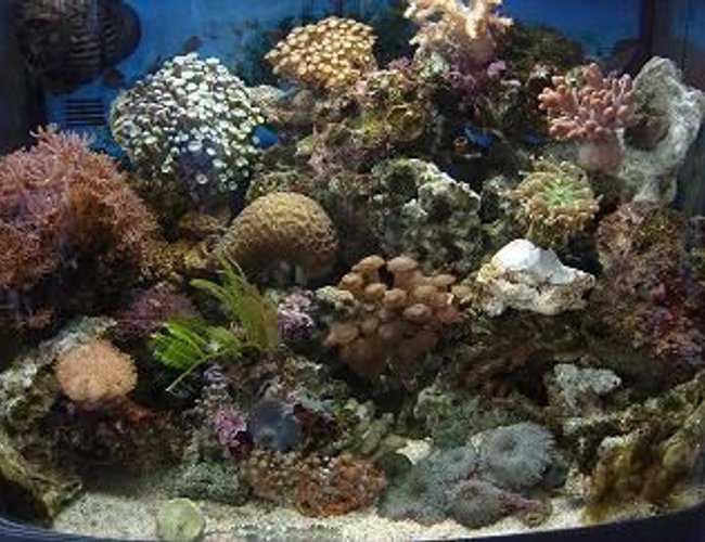 21 gallons reef tank (mostly live coral and fish) - my little tank :D 21 gallons reef tank (mostly live coral and fish) - my little tank :D