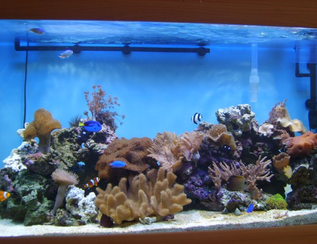 100 gallons reef tank (mostly live coral and fish) - my pride and joy 100 gallons reef tank (mostly live coral and fish) - my pride and joy