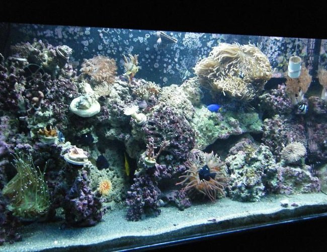 50 gallons reef tank (mostly live coral and fish) - New updated pic of my reef! 50 gallons reef tank (mostly live coral and fish) - New updated pic of my reef!