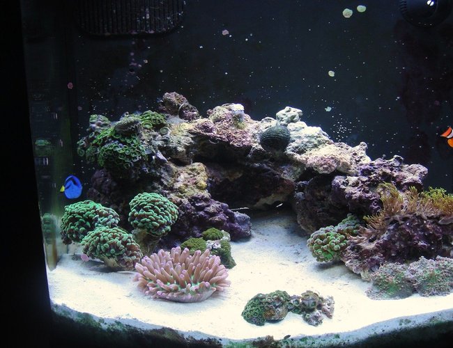 12 gallons reef tank (mostly live coral and fish) - 12 gallon nano dx 12 gallons reef tank (mostly live coral and fish) - 12 gallon nano dx