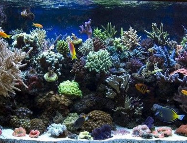 540 gallons reef tank (mostly live coral and fish) - tank05 540 gallons reef tank (mostly live coral and fish) - tank05