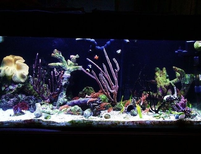 40 gallons reef tank (mostly live coral and fish) - Seahorse tank 40 gallons reef tank (mostly live coral and fish) - Seahorse tank