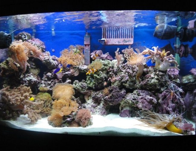 39 gallons reef tank (mostly live coral and fish) - AQUAMARINE 900 39 gallons reef tank (mostly live coral and fish) - AQUAMARINE 900