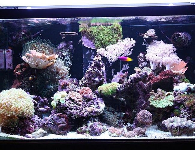 62 gallons reef tank (mostly live coral and fish) - 62 gallon mixed reef 62 gallons reef tank (mostly live coral and fish) - 62 gallon mixed reef