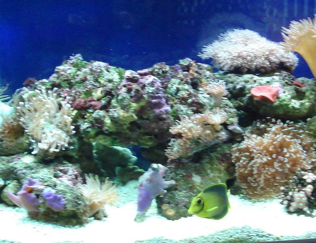 44 gallons reef tank (mostly live coral and fish) - Nicalex Reef Tank - June 2010
A selection of soft corals plus a Yellow Mimic Tang, a Clownfish and a Blue Damsel. 44 gallons reef tank (mostly live coral and fish) - Nicalex Reef Tank - June 2010
A selection of soft corals plus a Yellow Mimic Tang, a Clownfish and a Blue Damsel.