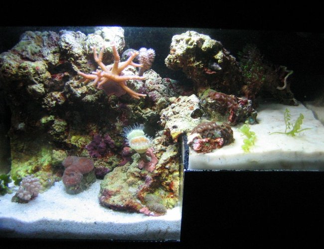 1 gallon reef tank (mostly live coral and fish) - The Reef's Edge 1 gallon reef tank (mostly live coral and fish) - The Reef's Edge