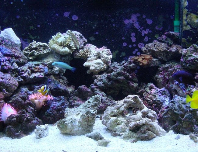 46 gallons reef tank (mostly live coral and fish) - Latest tank resurrection after crash of spring '09. 46 gallons reef tank (mostly live coral and fish) - Latest tank resurrection after crash of spring '09.