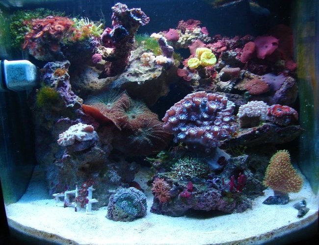 12 gallons reef tank (mostly live coral and fish) - Most recent of my CUBE 12 gallons reef tank (mostly live coral and fish) - Most recent of my CUBE