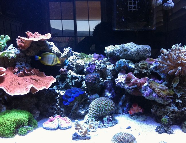 60 gallons reef tank (mostly live coral and fish) - Left side of Clear for Life 60 Gallon Tall w/ 25 Gallon Sump 2 x 250w 20000k Metal Halides(8.3w/gal) Bubble Magus NAC6 Skimmer MJ 900 Powerhead Koriala Hydor 2 Powerhead Return Pump Coralife 1270c 1/3 Hp Arctica Chiller 60 gallons reef tank (mostly live coral and fish) - Left side of Clear for Life 60 Gallon Tall w/ 25 Gallon Sump 2 x 250w 20000k Metal Halides(8.3w/gal) Bubble Magus NAC6 Skimmer MJ 900 Powerhead Koriala Hydor 2 Powerhead Return Pump Coralife 1270c 1/3 Hp Arctica Chiller