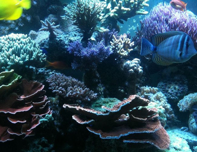 182 gallons reef tank (mostly live coral and fish) - the reef 182 gallons reef tank (mostly live coral and fish) - the reef