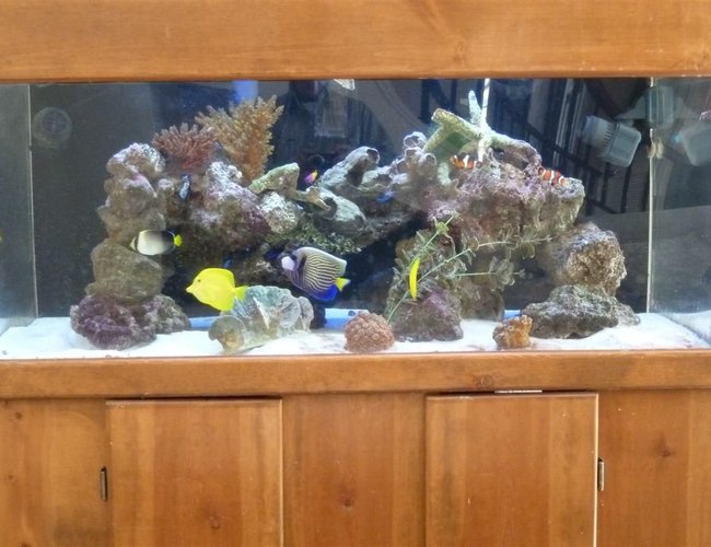 100 gallons reef tank (mostly live coral and fish) - wide 100 gallons tank with Emperor, tangs, angels. 100 gallons reef tank (mostly live coral and fish) - wide 100 gallons tank with Emperor, tangs, angels.