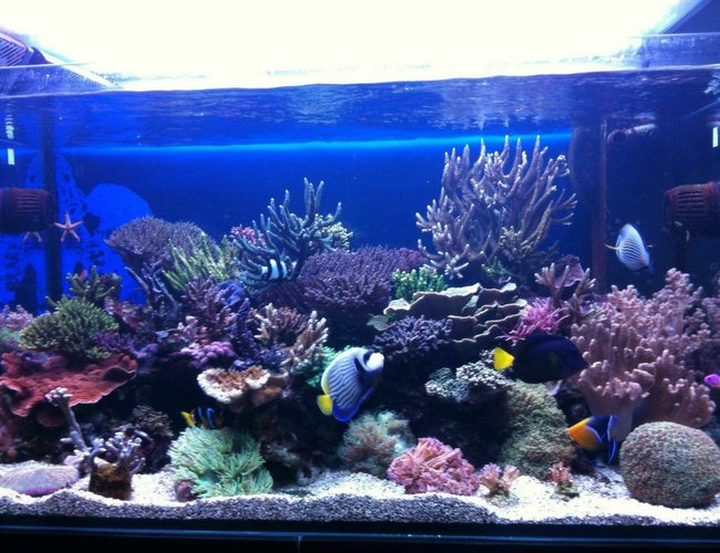 100 gallons reef tank (mostly live coral and fish) - front view 100 gallons reef tank (mostly live coral and fish) - front view