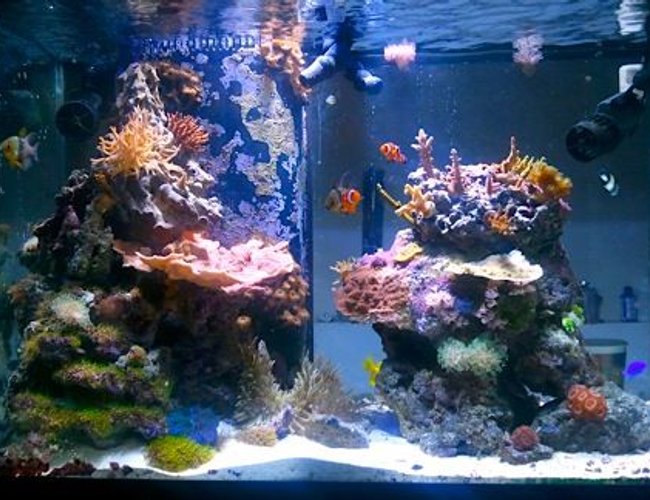 65 gallons reef tank (mostly live coral and fish) - Transition from a mix reef to the SPS dominated direction. An thats it. 65 gallons reef tank (mostly live coral and fish) - Transition from a mix reef to the SPS dominated direction. An thats it.