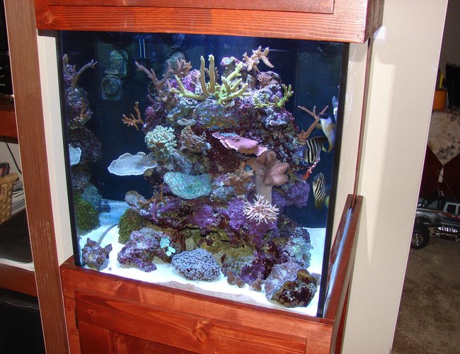 60 gallons reef tank (mostly live coral and fish) - 60 Gallon cube 60 gallons reef tank (mostly live coral and fish) - 60 Gallon cube