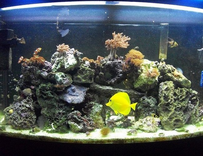 46 gallons reef tank (mostly live coral and fish) - 46 gallon bowfront reef tank
6 months old 46 gallons reef tank (mostly live coral and fish) - 46 gallon bowfront reef tank
6 months old