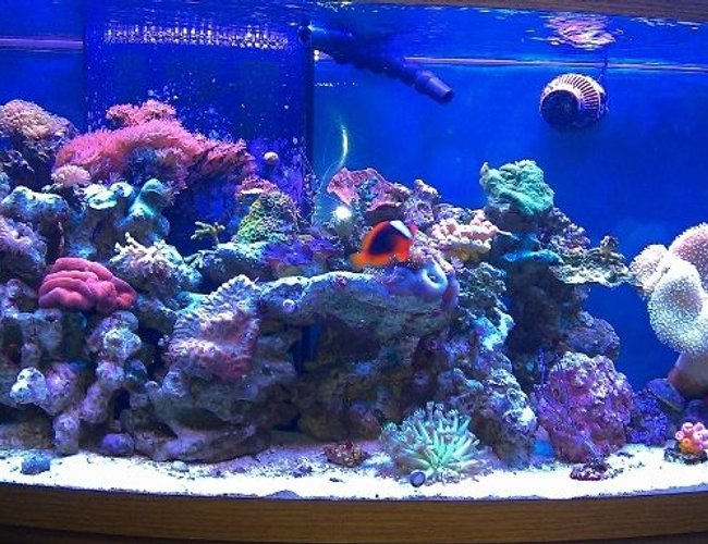 72 gallons reef tank (mostly live coral and fish) - Reef Tank 72 gallons reef tank (mostly live coral and fish) - Reef Tank