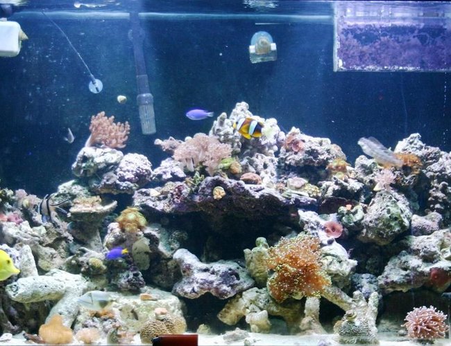 124 gallons reef tank (mostly live coral and fish) - one of my tanks 124 gallons reef tank (mostly live coral and fish) - one of my tanks