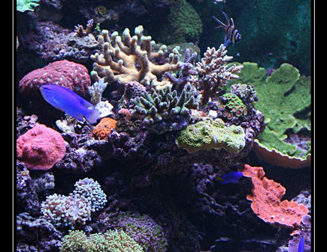 554 gallons reef tank (mostly live coral and fish) - quelques coraux 554 gallons reef tank (mostly live coral and fish) - quelques coraux