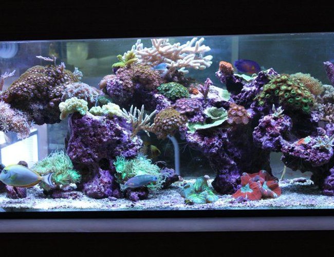 120 gallons reef tank (mostly live coral and fish) - My living room Aquascape 120 gallons reef tank (mostly live coral and fish) - My living room Aquascape