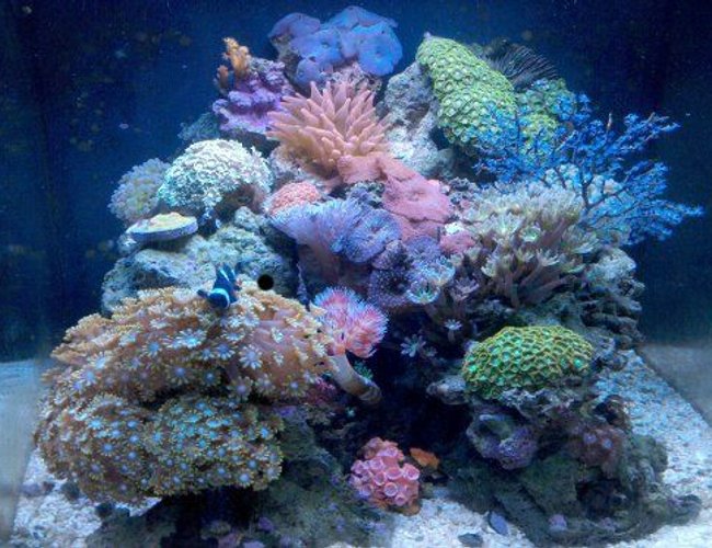 28 gallons reef tank (mostly live coral and fish) - Nano reef 28 gallons reef tank (mostly live coral and fish) - Nano reef