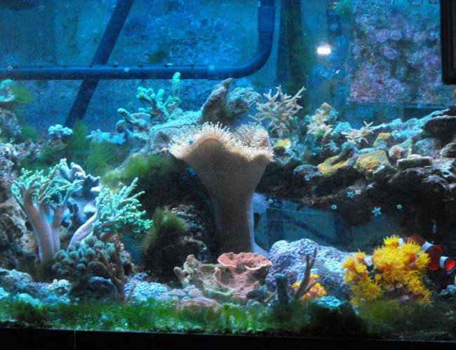 45 gallons reef tank (mostly live coral and fish) - Bit of everything. 45 gallons reef tank (mostly live coral and fish) - Bit of everything.