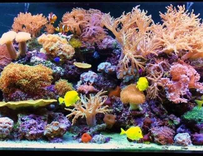 200 gallons reef tank (mostly live coral and fish) - 200 Gallon Reef Tank 200 gallons reef tank (mostly live coral and fish) - 200 Gallon Reef Tank