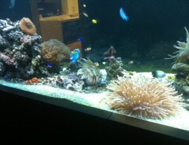 800 gallons reef tank (mostly live coral and fish) - About 1/3 stocked currently 160kg live rock with various corals, anemones, shrimp, prawns, crabs, starfish and fish 800 gallons reef tank (mostly live coral and fish) - About 1/3 stocked currently 160kg live rock with various corals, anemones, shrimp, prawns, crabs, starfish and fish