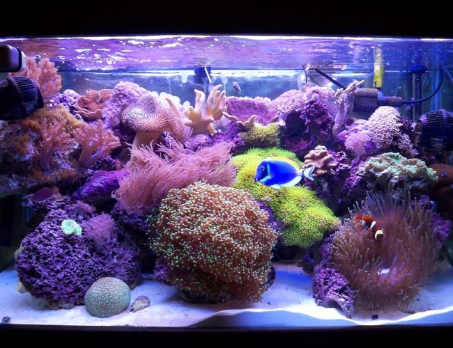 58 gallons reef tank (mostly live coral and fish) - 58 gal mixed reef, around 1 year old... 58 gallons reef tank (mostly live coral and fish) - 58 gal mixed reef, around 1 year old...