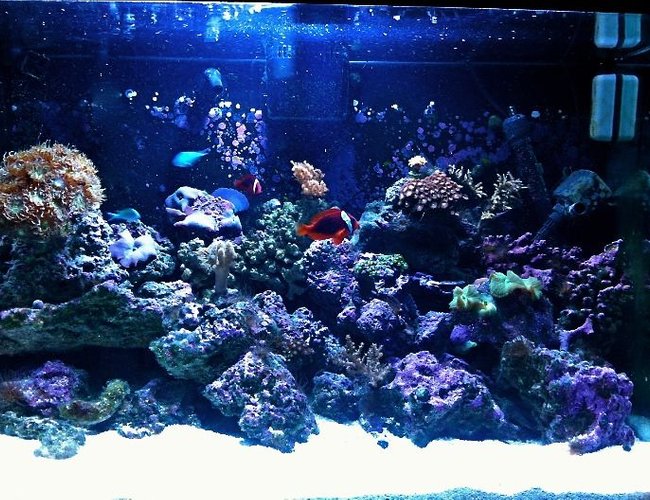 65 gallons reef tank (mostly live coral and fish) - 65 gallon reef tank 65 gallons reef tank (mostly live coral and fish) - 65 gallon reef tank