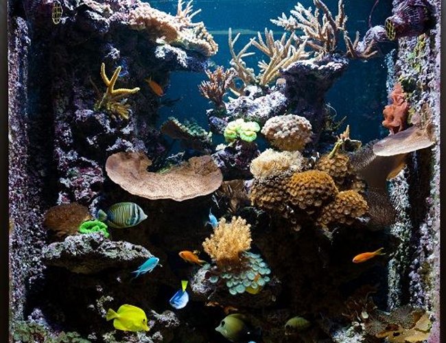 125 gallons reef tank (mostly live coral and fish) - 125 gallon see through reef aquarium. 125 gallons reef tank (mostly live coral and fish) - 125 gallon see through reef aquarium.