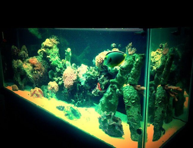 120 gallons reef tank (mostly live coral and fish) - 120 Gallon Reef Tank 120 gallons reef tank (mostly live coral and fish) - 120 Gallon Reef Tank