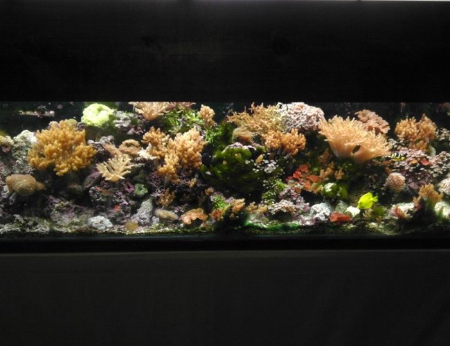125 gallons reef tank (mostly live coral and fish) - 125 reef aquarium 125 gallons reef tank (mostly live coral and fish) - 125 reef aquarium