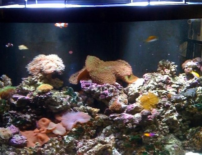 140 gallons reef tank (mostly live coral and fish) - Reef Aquarium by Sunset Aquatics (Tempe, AZ, USA) 140 gallons reef tank (mostly live coral and fish) - Reef Aquarium by Sunset Aquatics (Tempe, AZ, USA)