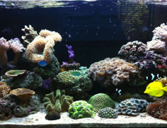 44 gallons reef tank (mostly live coral and fish) - RSM 250 Marine Tank 44 gallons reef tank (mostly live coral and fish) - RSM 250 Marine Tank