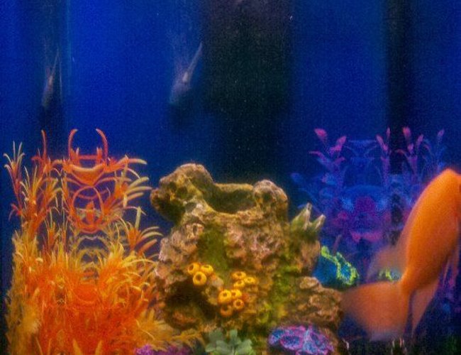 50 gallons reef tank (mostly live coral and fish) 50 gallons reef tank (mostly live coral and fish)