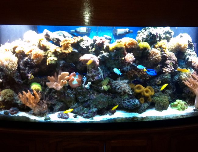 200 gallons reef tank (mostly live coral and fish) 200 gallons reef tank (mostly live coral and fish)