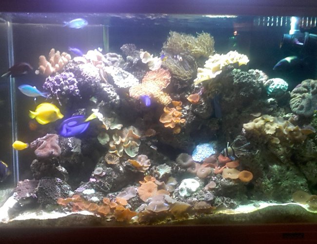 60 gallons reef tank (mostly live coral and fish) - iran 60 gallons reef tank (mostly live coral and fish) - iran