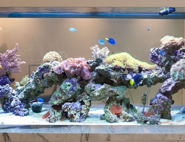 60 gallons reef tank (mostly live coral and fish) - Crucial Tank 1 60 gallons reef tank (mostly live coral and fish) - Crucial Tank 1